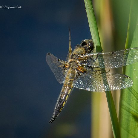 20220603 Tenellaplas Oostvoorne DSC04285-ARW_DxO_DeepPRIME-Edit-Edit Instagram null