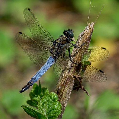 2023-07-07 - Gewone oeverlibel (Orthetrum cancellatum) - DSC06800-Edit - Instagram null