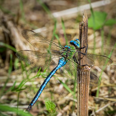 2023-07-07 - Grote keizerlibel (Anax imperator) - DSC06793-Edit - Instagram (1) null