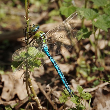 2024-08-20 - Grote keizerlibel (Anax imperator) ♂ 185 DSC02730-Edit - Instagram 72dpi 50 perc null