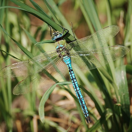 2024-08-20 - Grote keizerlibel (Anax imperator) ♂ 200 DSC02745-Edit - Instagram 72dpi 50 perc null
