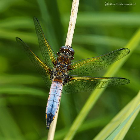 Bruine korenbout (Libellula fulva) - 20220507 De Elzen Dordrecht DSC03632-ARW_DxO_DeepPRIME - Instagram-2 null