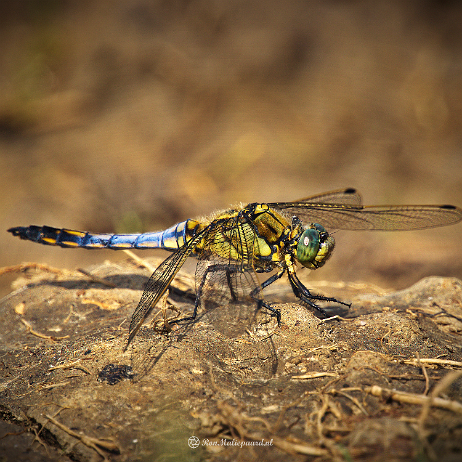 DSC01916- insta - Gewone oeverlibel (Orthetrum cancellatum) - Watermark null