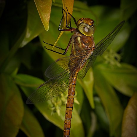 Libelle DSC07179 Vroege glazenmaker (Aeshna isoceles) null
