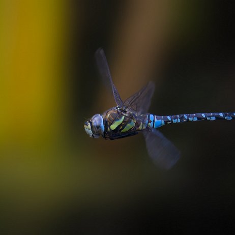 Paardenbijter (Aeshna mixta) ♂ DxO_DeepPRIMEXD_DSC07658-ARW_DxO_DeepPRIMEXD-Edit-2-Edit-gigapixel Instagram Art null