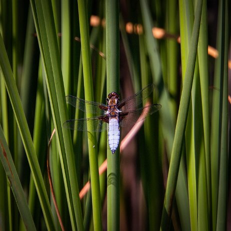 Platbuik (Libellula depressa) DSC00644-Edit Instagram Art null