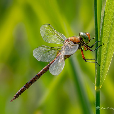 Vroege glazenmaker (Aeshna isoceles) - 20220603 Tenellaplas Oostvoorne DSC04454-ARW_DxO_DeepPRIME-Edit - Instagram null