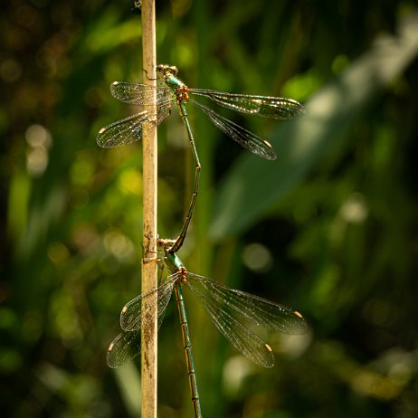 2022-08-28 - Houtpantserjuffer (Chalcolestes viridis) --DSC05024-ARW_DxO_DeepPRIME - Instagram null