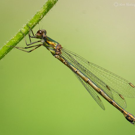 2022-09-19 - Houtpantserjuffer (Chalcolestes viridis) --DSC06656-ARW_DxO_DeepPRIME - Instagram null