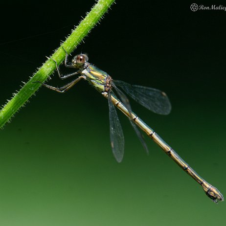 2022-09-19 - Houtpantserjuffer (Chalcolestes viridis) --DSC06662-ARW_DxO_DeepPRIME - Instagram null