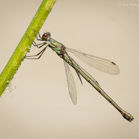 2022-09-19 - Houtpantserjuffer (Chalcolestes viridis) --DSC06671-ARW_DxO_DeepPRIME - Instagram null
