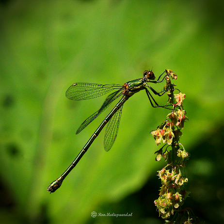 DSC02841- insta - Houtpantserjuffer (Chalcolestes viridis) - Watermark null