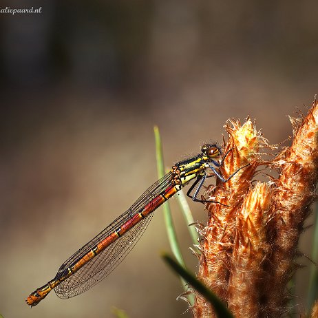 DSC09773- insta - Vuurjuffer (Pyrrhosoma nymphula) - Watermark-gigapixel-verycompressed-scale-2_00x null