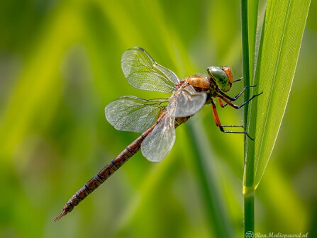 Libellen Libellen (Dragonflies))