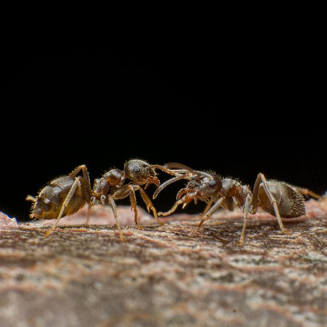 2024-01-06 - Wegmier (Lasius niger), gewone wegmier, zwarte wegmier of zwartbruine wegmier - DSC09586 - Instagram null