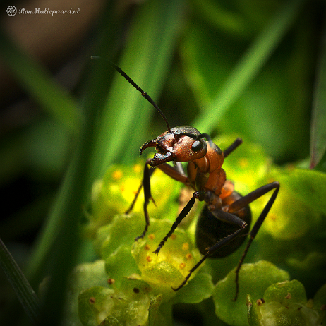DSC09230- insta - Kale bosmier (Formica polyctena) - Watermark null