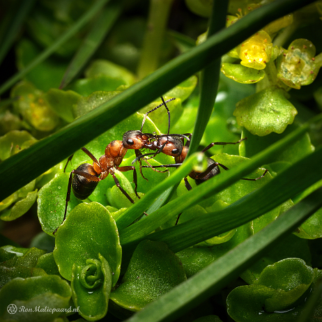 DSC09245- insta - Kale bosmier (Formica polyctena) - Watermark null