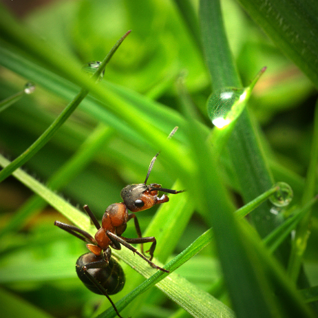 DSC09246- insta - Kale bosmier (Formica polyctena) - Watermark null