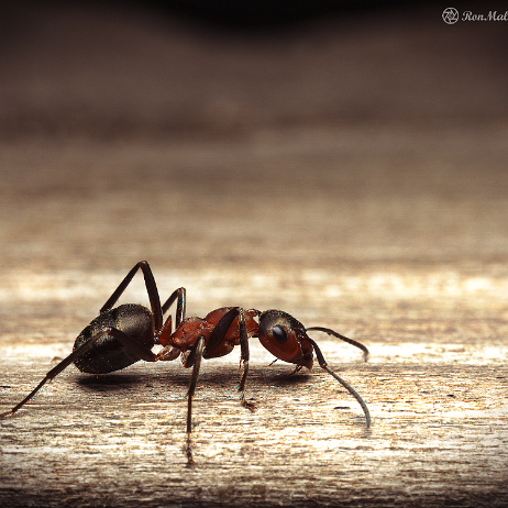 DSC09321- insta - Behaarde bosmier (Formica rufa) - Watermark null