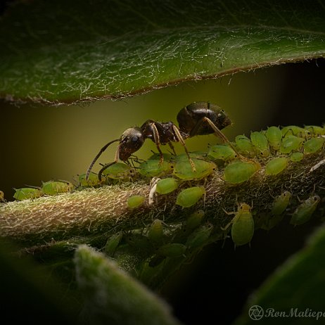 Mier DSC07784 mier + luis null