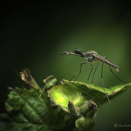 DSC00240-2x-gigapixel-SAI-focus- insta - Mug - Watermark null