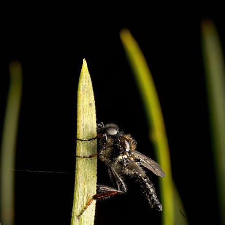 DSC09858 - FB - Kleine Rouwvlieg (Bibio lanigerus) - Watermerk-gigapixel-compressed-scale-2_00x null