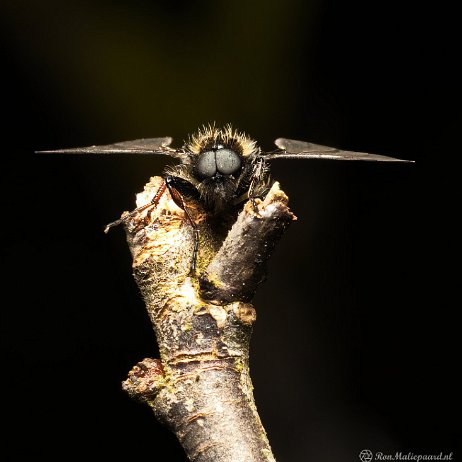 DSC09883 - FB - Kleine Rouwvlieg (Bibio lanigerus) - Watermerk-gigapixel-compressed-scale-2_00x cropped null