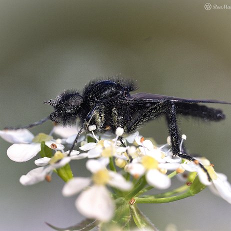 DSC09904-Maartse vlieg (Bibio marci) - watermark null