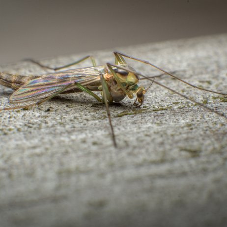 Dansmug DSC09618 jAlbum null