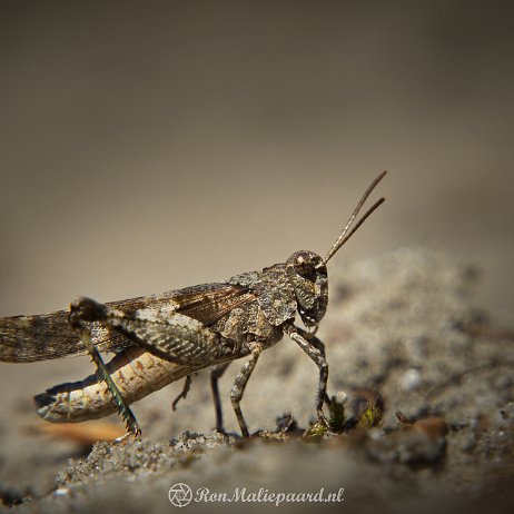 DSC00733 Blauwvleugelsprinkhaan (Oedipoda caerulescens) - Tenellaplas, Oostvoorne null