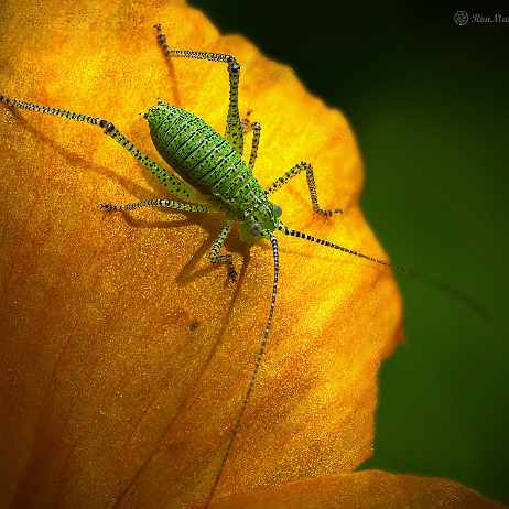 DSC01007- insta - - Watermark - Struiksprinkhaan (Leptophyes punctatissima) null