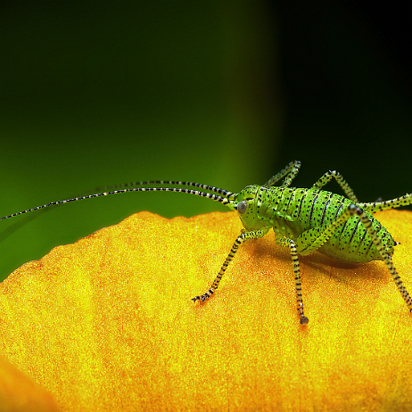 DSC01009- insta - - Watermark - Struiksprinkhaan (Leptophyes punctatissima) null