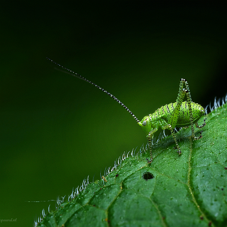 DSC01018- insta - - Watermark - Struiksprinkhaan (Leptophyes punctatissima) null
