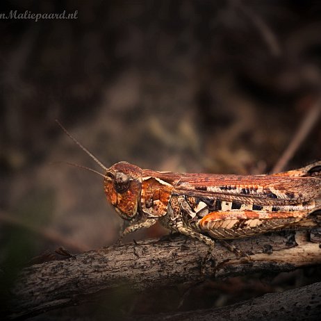 DSC01636_2 Knopsprietje (Myrmeleotettix maculatus) null