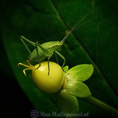 Sprinkhaan DSC08611 null