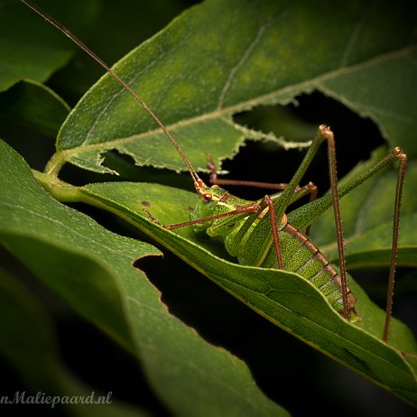 Sprinkhaan DSC02111-2 Struiksprinkhaan (Leptophyes punctatissima) null