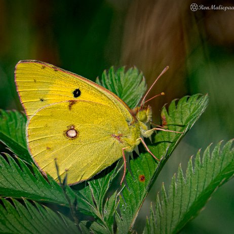 2022-09-17 - Oranje luzernevlinder (Colias croceus) --DSC06334-ARW_DxO_DeepPRIME - Instagram null