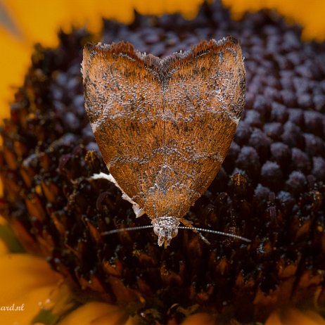 2023-07-29 - Vijgenskeletteermot (Choreutis nemorana) - DSC01683-Edit - Instagram null