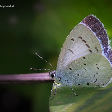 2023-08-14 - Boomblauwtje (Celastrina argiolus) of vuilboomblauwtje - DSC01752-Edit - Instagram null