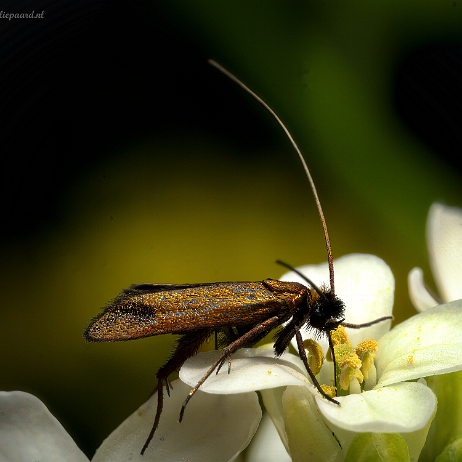 DSC00447- insta - Pinksterbloemlangsprietmot (Cauchas rufimitrella) - Watermark null
