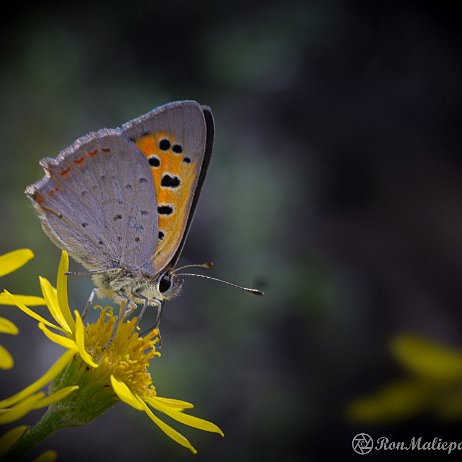 DSC01574 Kleine vuurvlinder (Lycaena phlaeas) null