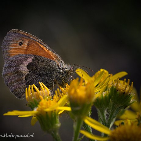 DSC01575 Hooibeestje (Coenonympha pamphilus) null