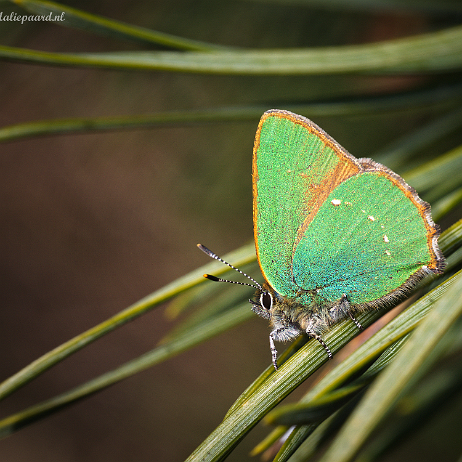 DSC09767- insta - Groentje (Callophrys rubi) - Watermark null