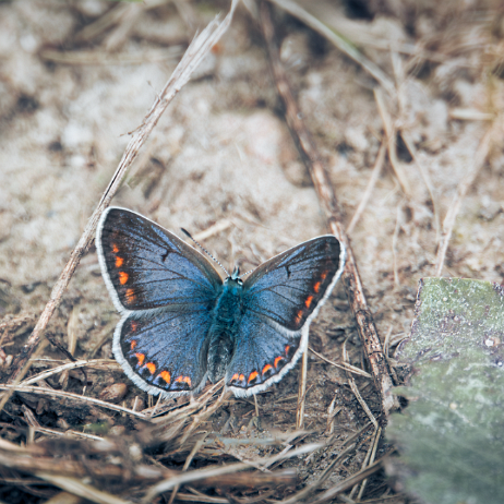 Icarusblauwtje (Polyommatus icarus) ♀ v5 DSC00836 null