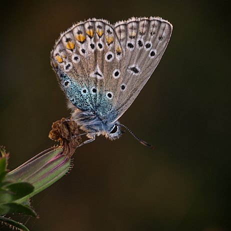 Vlinder DSC02947 - Icarusblauwtje (Polyommatus icarus) null
