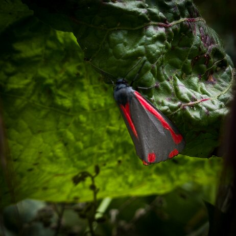 Snt-jacobsvlinder (Tyria jacobaeae) 20250613_123410-Enhanced-NR jAlbum Art null