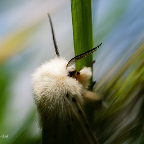 Witte tijger (Spilosoma lubricipeda) - 20220507 De Elzen Dordrecht DSC02655-Edit - Instagram null