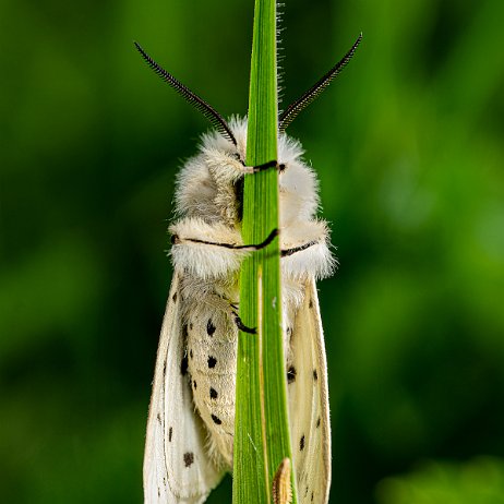 Witte tijger (Spilosoma lubricipeda) - 20220507 De Elzen Dordrecht DSC02662-Edit - Instagram null