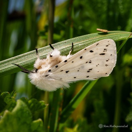 Witte tijger (Spilosoma lubricipeda) - 20220507 De Elzen Dordrecht DSC02727-Edit - Instagram null