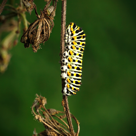 DSC03476-2-gigapixel-low_res-scale-2_00x- insta - Koninginnenpage (Papilio machaon) Rups - Watermark_1 null